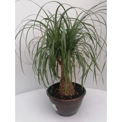Buzogányfa, elefántláb BEUCARNEA RECURVATA K5