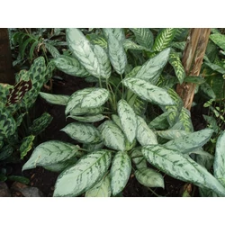 Rákvirág AGLAONEMA CLEOPATRA CS17