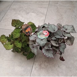 Begónia BEGONIA FAJTÁK