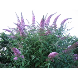 Nyári orgona BUDDLEIA DAVIDII BUTTERFLY CANDY LITTLE PURPLE CS17