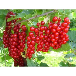 Piros ribiszke RIBES RUBRUM JONKHEER VAN TETS BOKOR KONTÉNERES