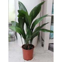 Kukoricalevél ASPIDISTRA ELATIOR CS17