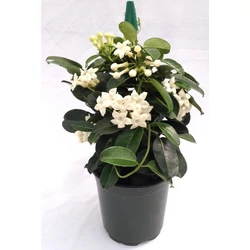 Koszorúfutóka STEPHANOTIS FLORIBUNDA CS12