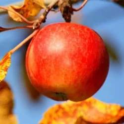 Sándor cár alma MALUS DOMESTICA SÁNDOR CÁR K10-12