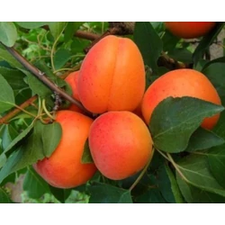 Magyar kajszi PRUNUS ARMENIACA MAGYAR C235 K10-12