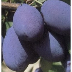 Stanley szilva PRUNUS DOMESTICA STANLEY K10-12
