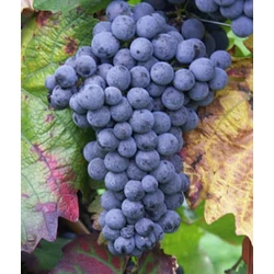 Blauburger borszőlő VITIS VINIFERA BLAUBURGER (BOR, VÖRÖS) KONTÉNERES