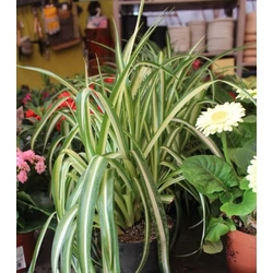 Csokrosinda CHLOROPHYTUM CS12