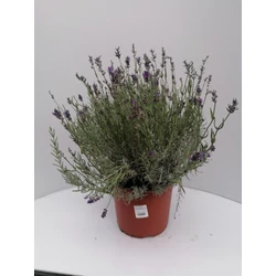 Levendula LAVANDULA ANGUSTIFOLIA ESSENCE PURPLE 40/55 K5