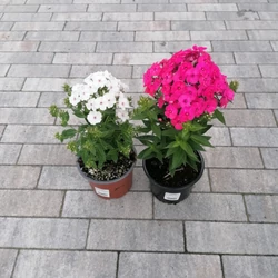 Bugás lángvirág PHLOX PANICULATA K1,5