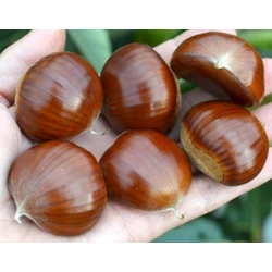 Szelídgesztenye CASTANEA SATIVA BOUCHE DE BETIZAC 4/6 K7