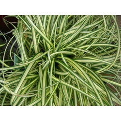Madárlábú sás CAREX OSHIMENSIS EVERGOLD CS14