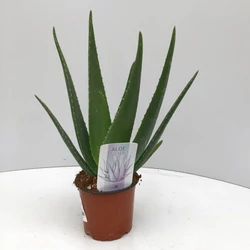 ALOE VERA CS10,5