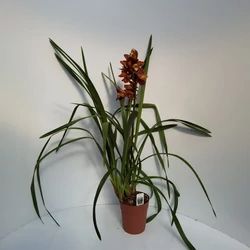 Csónakorchidea    CYMBIDIUM 1 FÜRTÖS