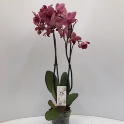 Lepkeorchidea PHALAENOPSIS 2 ÁGAS CS12