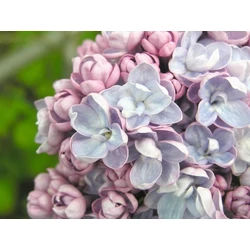 Teltvirágú orgona SYRINGA VULGARIS MICHEL BUCHNER 60/80 K10