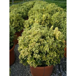 Kutyatej EUPHORBIA MARTINI ASCOT PETITE CS15