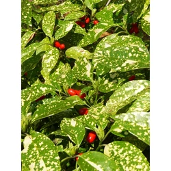 Márványos babérsom   AUCUBA JAPONICA CROTONIFOLIA GOLD 40/60 K5