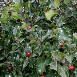 Kékeslevelű magyal   ILEX MESERVEAE BLUE ANGEL T150 K40