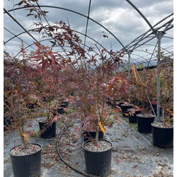 Japán juhar   ACER PALMATUM OSAKAZUKI 100/125 K18