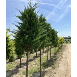 Leyland ciprus CUPRESSOCYPARIS LEYLANDII VITO T100 KÚP*