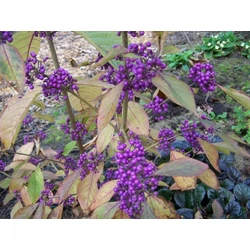 Kínai lilabogyó CALLICARPA BODINIERI PROFUSION 120/+ K25