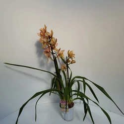 Csónakorchidea  CYMBIDIUM 2 FÜRTÖS CS12