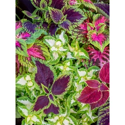 Díszcsalán COLEUS CS12