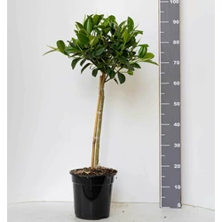 Fikusz FICUS AUSTRALIS TÖRZSES K5