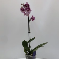 Lepkeorchidea PHALAENOPSIS MULTIFLORA 2 ÁGAS CS12