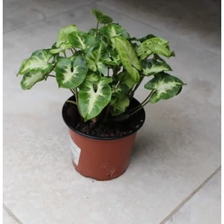 Nyíllevél SYNGONIUM PODOPHYLLUM WHITE CS14