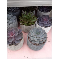 Fás kövirózsa ECHEVERIA KERÁMIÁBAN
