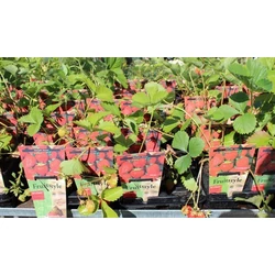 Ostara folytontermő szamóca FRAGARIA ANANASSA OSTARA FOLYTONTERMŐ CS9