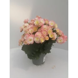 Begónia BEGONIA CS12