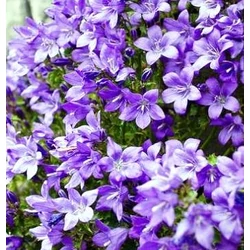 Dalmát harangvirág CAMPANULA FAJTÁK CS11