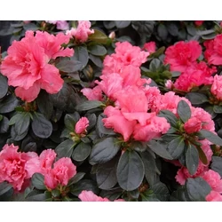 Japán azálea   RHODODENDRON SI VITTE VOGEL CS14