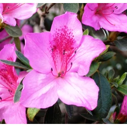 Japán azálea RHODODENDRON SIMSII FAJTÁK CS13