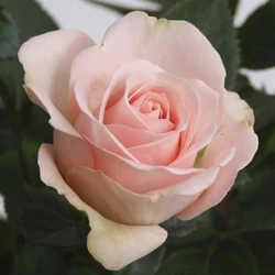 Talajtakaró rózsa ROSA TALAJTAKARÓ FAJTÁK CS14