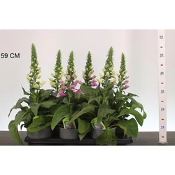 Gyűszűvirág DIGITALIS FAJTÁK CS15