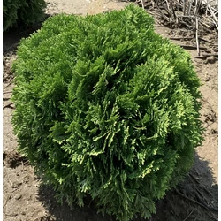 Gömbtuja THUJA OCCIDENTALIS DANICA 30/40*
