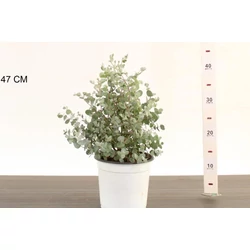 Havasi eukaliptusz   EUCALYPTUS GUNNII CS17