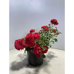 Rózsa ROSA GARTNERFREUDE K2
