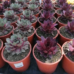 Kövirózsa SEMPERVIVUM FAJTÁK CS14