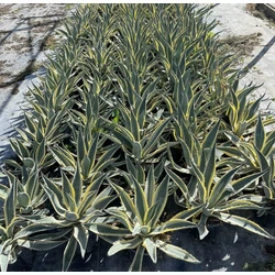 Közönséges agávé AGAVE AMERICANA MARGINATA K9