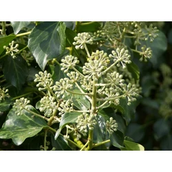 Ír borostyán   HEDERA HELIX HIBERNICA 125/150 K3