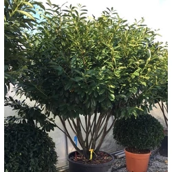 Közönséges babérmeggy   PRUNUS LAUROCERASUS NOVITA TÖBBTÖRZSES FA KALODÁBA