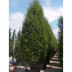 Oszlopos gyertyán   CARPINUS BETULUS PYRAMIDALIS 400/450 K180