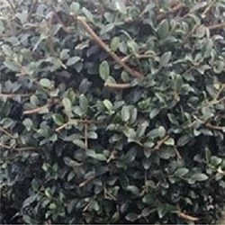 Aprólevelű fagyal   LIGUSTRUM JONANDRUM FORME KÉS + VILLA K20
