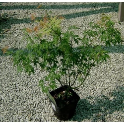 Japán juhar   ACER PALMATUM FAJTÁK 40/60 K3