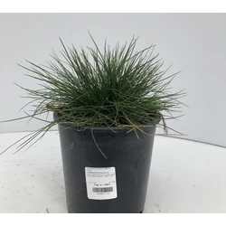 Csenkesz FESTUCA GLAUCA SUNRISE CS15    